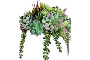 MAXZONE 16 Pack Artificial Succulent Create Realistic Succulent Flocking Plants Unpotted Fake Succulents Plant for Lotus Landscape Decorative Garden Arrangement Decor