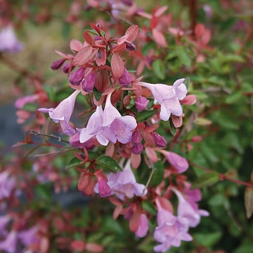 Abelia Outdoor Drought Tolerant Hardy Garden Shrub Ideal Specimen