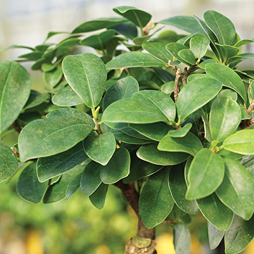 Brussel's Live Gensing Grafted Ficus Indoor Bonsai Tree 4 Years Old