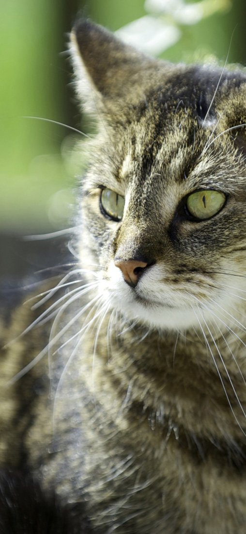 PeelitStickit Cat, Animal Wall Murals ID-116, vinyl