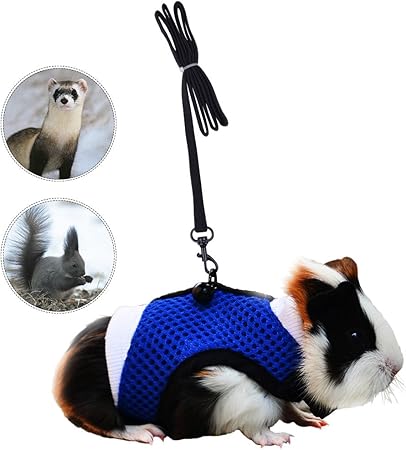 guinea pig collar and leash
