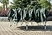 Outsunny Easy Pop Up Canopy Party Tent, 10 x 20-Feet, Green with 4 Removable Sidewalls