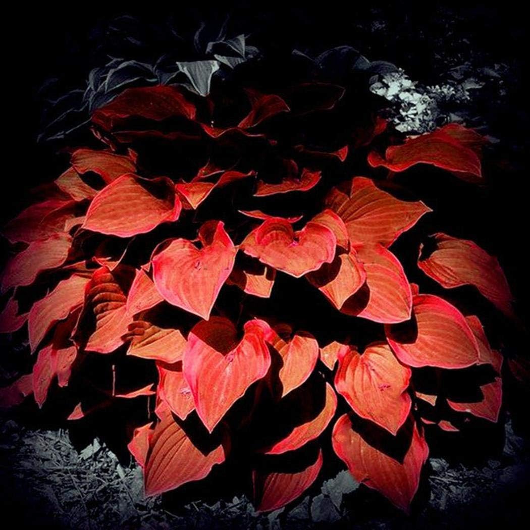 Beautytalk Seeds- 150pcs Colorful Leaves Seeds, Color Grass Ornamental Seeds Hardy Perennial Coleus Plant Pots for Barkon, Garden