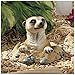 Design Toscano QL57081 Out of the Kalahari Meerkat Garden Animal Statue, 10 Inch, Polyresin, Full Color