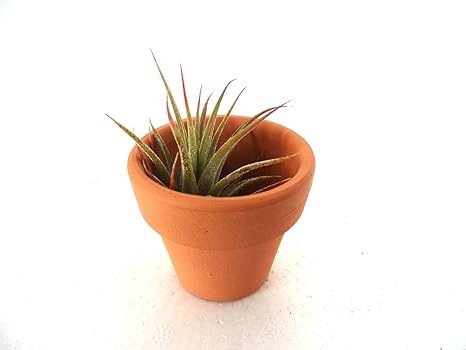 Amazon エアープランツ Tillandsia Ionantha Mexico Small チランジア イオナンタ メキシコ 観葉植物 オンライン通販