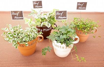 Amazon カフェアレンジｍ ミニ観葉植物セット １ケース お得な１２鉢入り とってもかわいいミニサイズの観葉植物 です ４種類の鉢に３ ４品種を組み合わせた植物が12鉢入っているので いろいろな場所に飾れます お友達へのプレゼントにも サンクライム