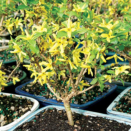 Brussel's Live Forsythia Outdoor Bonsai Tree - 3 Years Old; 6" to 10" Tall with Decorative Container - Thumbnail 3