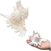 SINKOO 2PCS Conch Shell Large Natural Seashells 4-5.3 Inch Perfect for Fish Tank Wedding Decor Beach Theme Party, Home Decorations,DIY Crafts