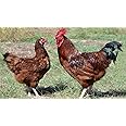 6+ Rhode Island Red Chicken Hatching Eggs by Fox Peak Outdoor Supply LLC.
