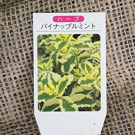 Amazon ミント 苗 パイナップルミント 3号ポット苗 植木