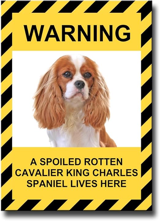 funny king charles cavalier pictures