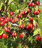 Birkenfeige kaufen Birkenfeige kaufen