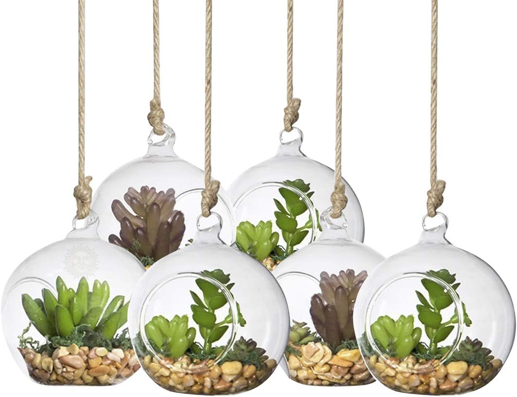 SunGrow 6 Pcs Air Plant Glass Orbs for Home Gardening
