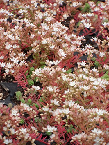Sedum hispanicum, 100 Pflanzen im 5/4 cm Topf – Bild 6