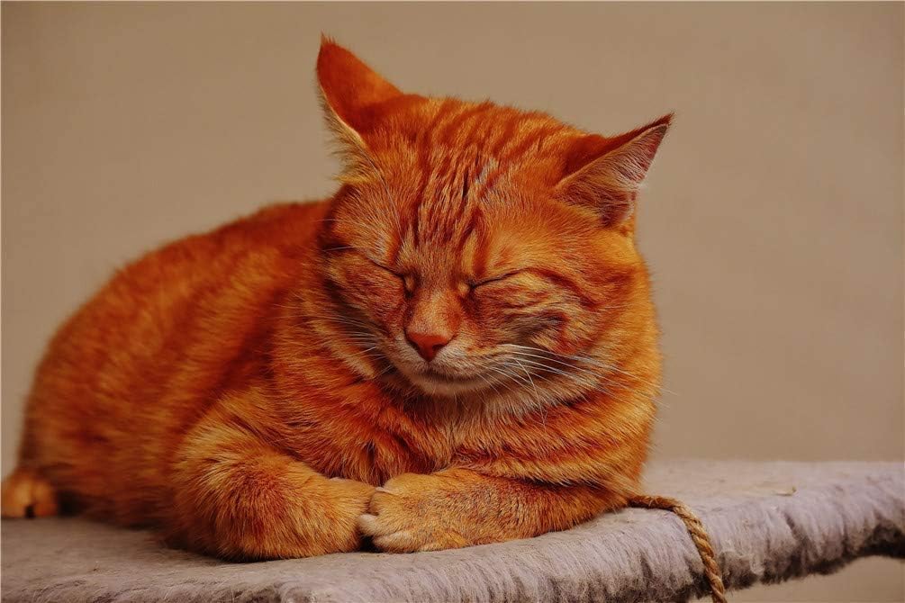 adult orange cat