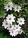 Miss Bateman Clematis Vine - Pure White - 2.5