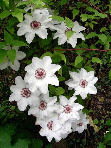 Miss Bateman Clematis Vine - Pure White - 2.5
