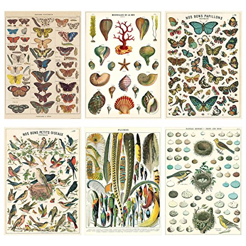 French Nature Vintage Style Poster Set of 6 Decorative Paper 20 x 28