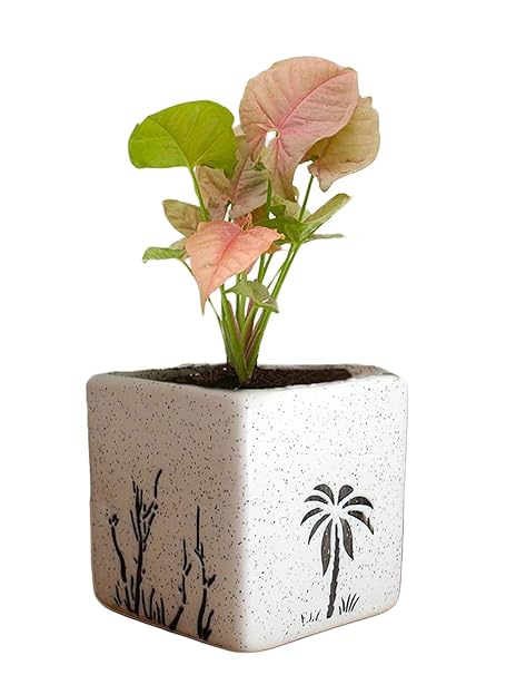 Rolling Nature Good Luck Pink Syngonium Plant in White Square Aroez Ceramic Pot