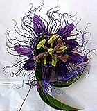 Emeralds TM Passiflora Incarnata Inspiration Passion Flower Vine Violet Blue