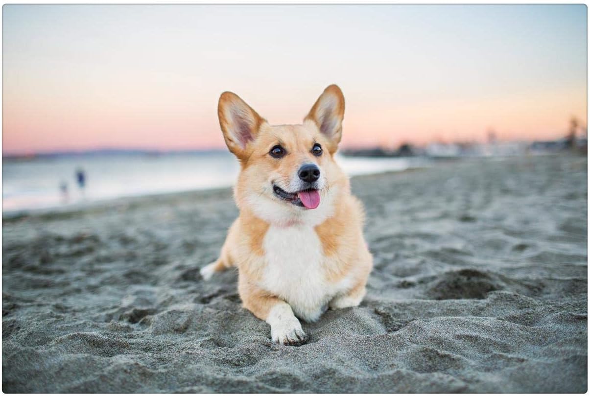 adult corgi