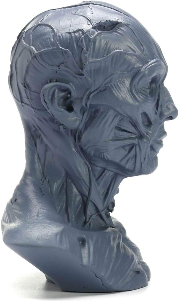 Human Model Anatomy Skull Head Muscle Bone Drawing Artist Antique DIY