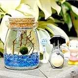 Marimo Moss Ball in Glass Jar by Luffy: Includes Gorgeous Green Marimo, Sea Fan and Beautiful Blue Pebbles - Meaningful Gift - Symbol of Love & Low maintenance - Adds serenity to your home corners
