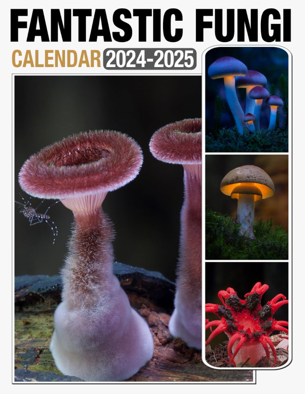 Fantastic Fungi Calendar 2024 - 2025: 24-Month Calendar Covering Jan 2024 to December 2025, US Holidays - Great Gift For Organizing & Planning