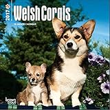 Welsh Corgis Mini Calendar 2017 - Deluxe Small Wall Calendar (7x7)