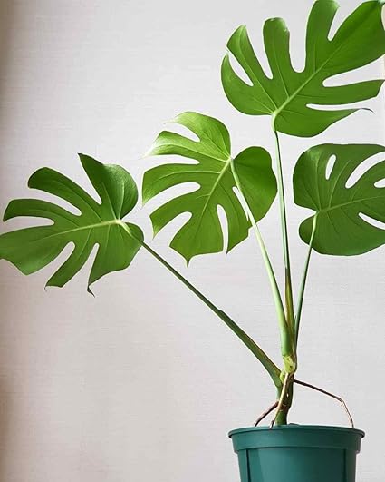 Portal Cool 100pcs Monstera Deliciosa Garden Seeds Bonsai Turtle Leaves Tree Cheese Plant Amazon Co Uk Kitchen Home