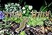 PRETMANNS Fairy Garden Accessories Kit – Miniature Walkway & Fences – 3 Pieces