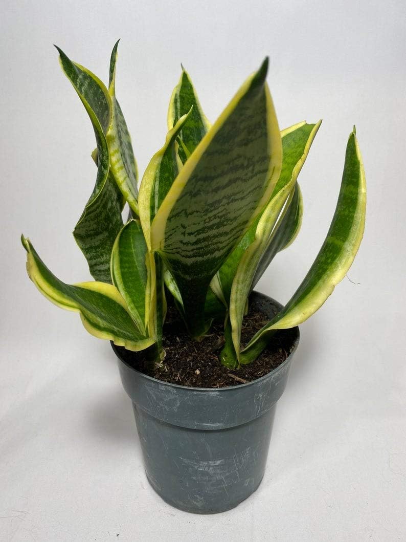 1 Live Plant Snake Plant Sansevieria