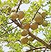 Bael Fruit Tree 8 Seeds - Aegle - Wood Apple