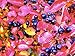 'Autumn Magic' Chokeberry - Aronia - Hardy - 4" Pot