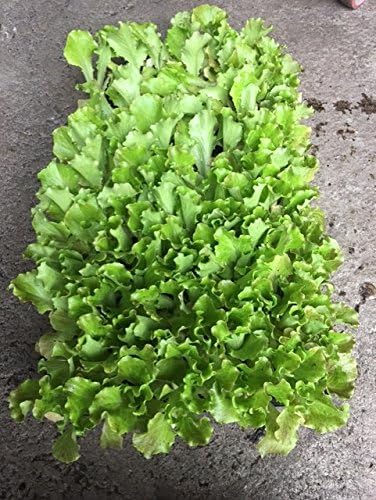12 unidades Plantel lechuga Maravilla de Verano: Amazon.es: Jardín