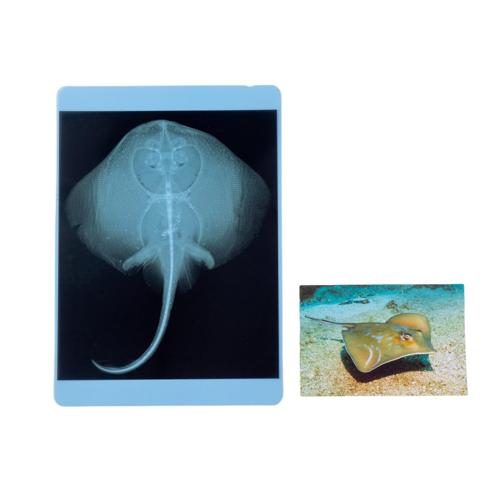 20 Pcs Animal Xrays and Picture Cards - Guess Who I Am ? - Educational Science Kit for Kids, Explore The Fascinating World of Animal Skeletons