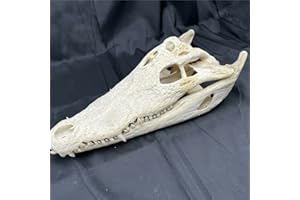 CLLOEAT Taxidermy Real Alligator Skull Animals Skulls, Real Bones Specimen, Taxidermy Supplies for Science Education, Special Gift, DIY Home&Office Decor (16-18 inches)