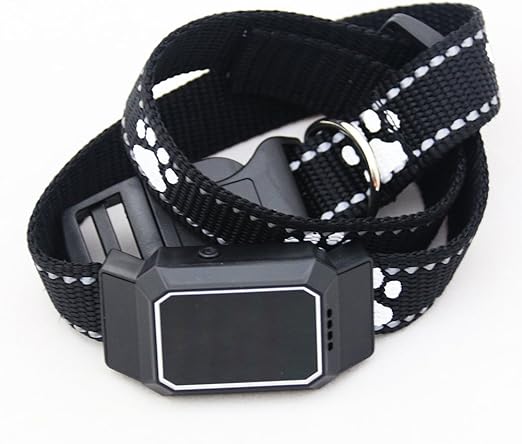 teacup corgi full grown