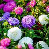 850pcs Aster Flower Seeds &ndash; Vibrant Multi-Color Blooms Annual/Perennial Garden Flowers for Beds, Borders &amp; Cut Arrangements &ndash; Non-GMO