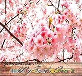 10 JAPANESE CHERRY TREE Pink Cloud Oriental Sweet