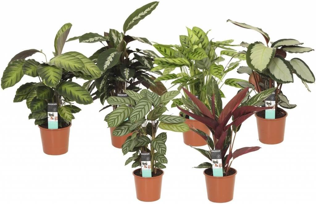 FloraStore - Calathea Mixed - Pot 12 cm (1x), House Plant