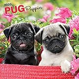 Pug Puppies 2020 12 x 12 Inch Monthly Square Wall Calendar, Animals Dog Breeds Puppies by