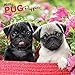 Pug Puppies 2020 12 x 12 Inch Monthly Square Wall Calendar, Animals Dog Breeds Puppies by