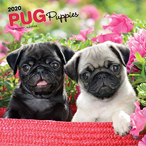 Pug Puppies 2020 12 x 12 Inch Monthly Square Wall Calendar, Animals Dog Breeds Puppies by