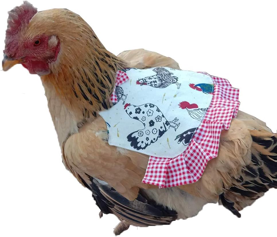 Why Do Chickens Wear Aprons at Leah Sandoval blog