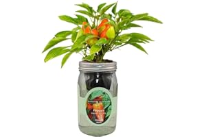 Environet Hydroponic Pepper Growing Kit, Self-Watering Mason Jar Vegetable Starter Kit Indoor, Grow Peppers from Organic Seeds (Sweet Pickle Pepper)