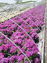 Rhododendron