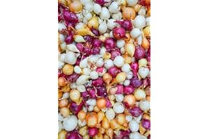 CARIBBEANGARDEN Mix, Red,Yellow,White,Onion Sets, (40 Bulbs) Garden Vegetable