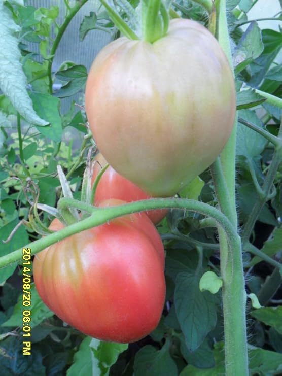 Ungarische Rosa-Ochsenherz Tomate, von unserer ungarischen Farm samenfest, nur organische Dünger, KEINE Pesztizide