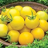 Burpee 'Honey Delight' Hybrid | Yellow Slicing